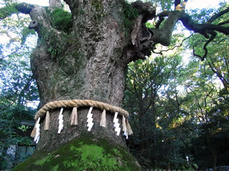 樹齢1000年以上とされる、ご神木の大楠