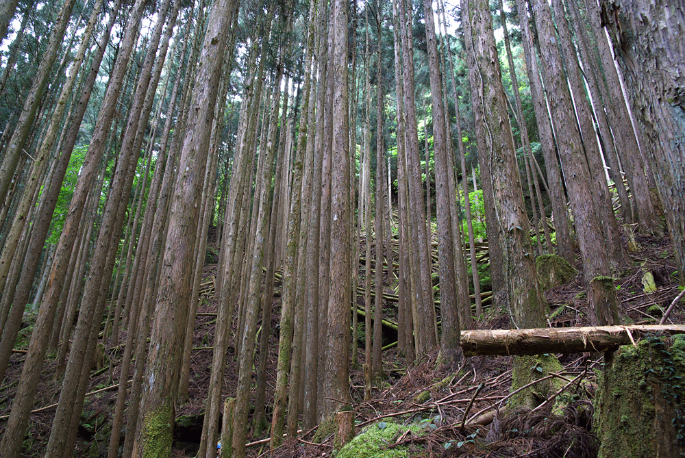 【資料】間伐も難しい杉の森