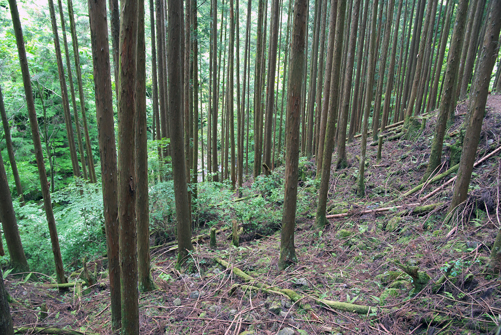【資料】間伐が必要な吉野川上村の森
