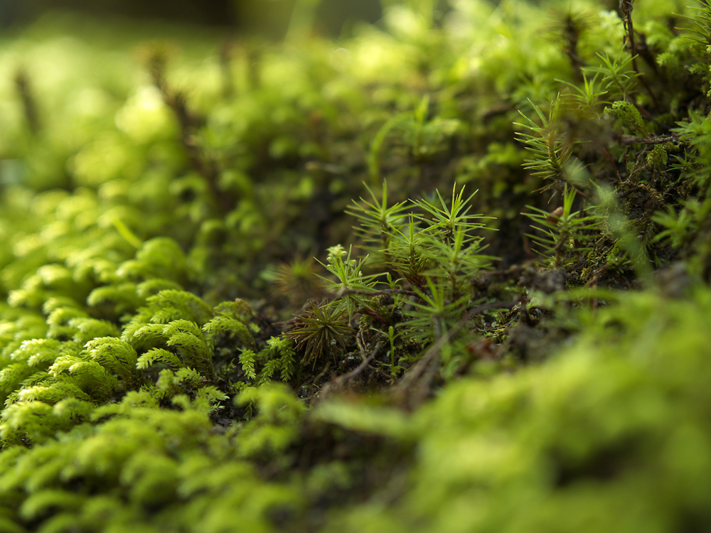micro forest