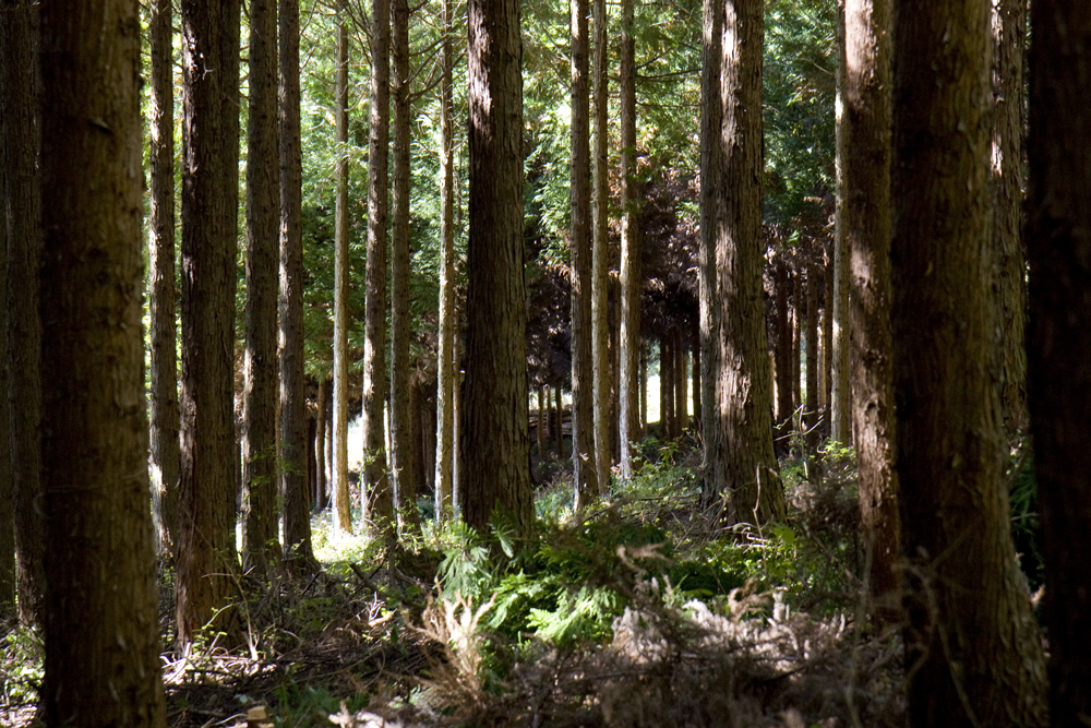枝打ち後の明るいスギの人工林