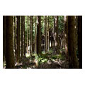 タイトル：枝打ち後の明るいスギの人工林