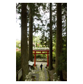 タイトル：須山浅間神社の参道