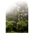 タイトル：箱根旧街道の杉並木