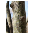 タイトル：ウリハダカエデの樹皮