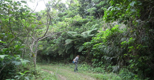 緑濃い石垣島の森で