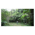 タイトル：緑濃い石垣島の森で