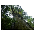 タイトル：原生林の杉