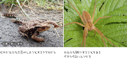 ヒキガエルを丸呑みしようとするヤマカガシとカエルを餌にするイオウイロハシリグモ