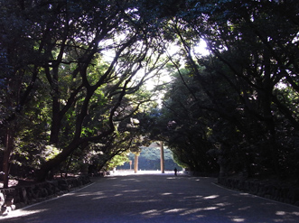 木の枝が張り出し、緑のトンネルのような東参道