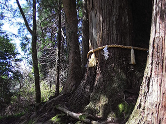 ご神木・相生の杉（あいおいのすぎ）　同根から二本の幹が伸びている。かなりの巨木で、樹齢１０００年と伝えられる。