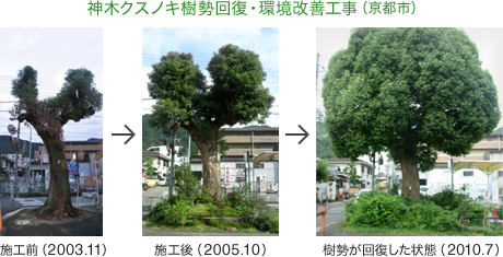 神木クスノキ樹勢回復・環境改善工事（京都市）：NPO法人杜の会より