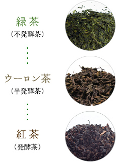 緑茶（不発酵茶）→ ウーロン茶（半発酵茶）→ 紅茶（発酵茶）