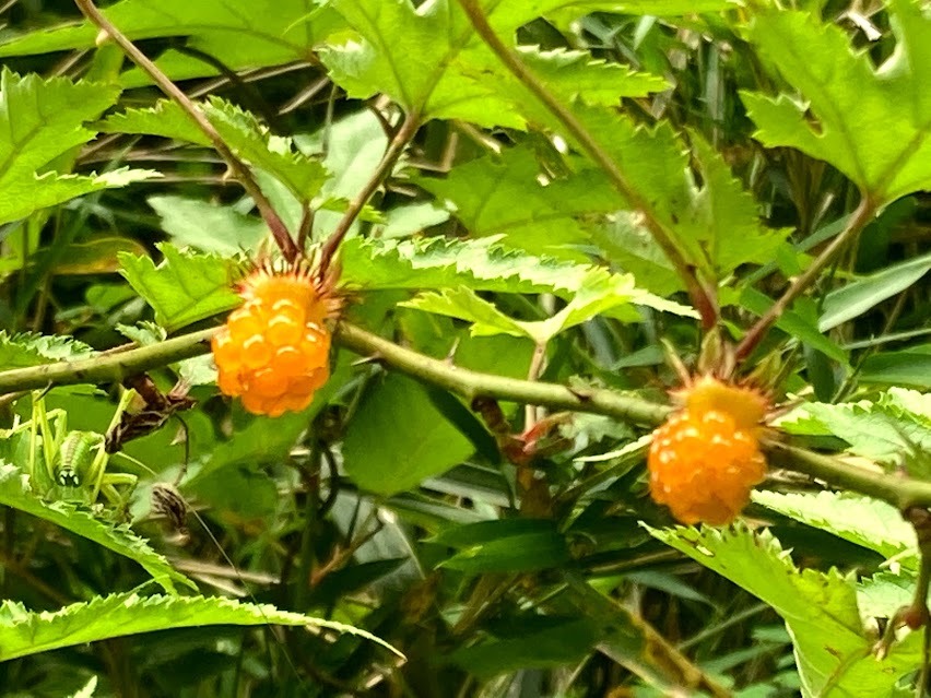 geshisai2025-hitori_kiichigo.jpg 1人1植物 キイチゴ モミジイチゴ