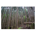 タイトル：【資料】間伐も難しい杉の森