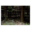 タイトル：間伐前の暗いスギの人工林