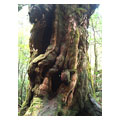 タイトル：樹齢1800年