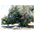 タイトル：樹齢３５００年　オリーブの木