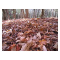 タイトル：落ち葉の絨毯