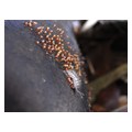 タイトル：粘菌とダンゴムシ