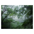 タイトル：霧の高尾山