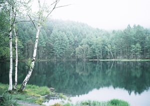 写真：「静かな森」
