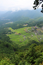 写真：熊野古道から見る丸山千枚田