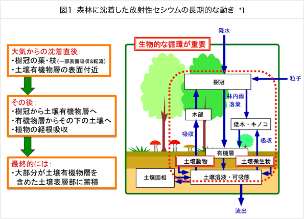図１ 森林に沈着した放射性セシウムの長期的な動き *1