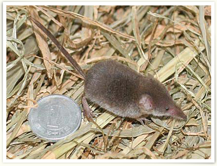 「トウキョウトガリネズミと一円玉との比較」撮影者：河原 淳さん