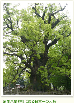 蒲生八幡神社にある日本一の大楠