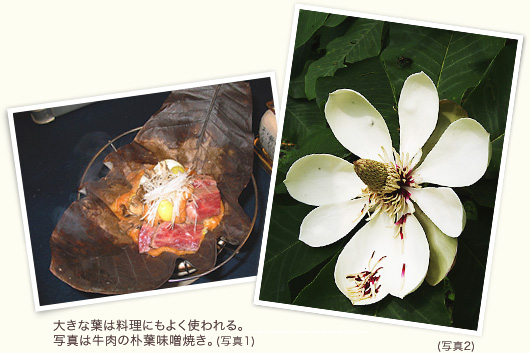 牛肉の朴葉味噌焼き／朴の花