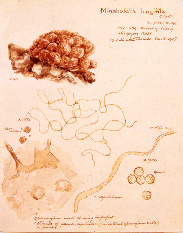 シルバー/レッド ☆ 生物系粘菌学を学ぶ人向け稀少本南方熊楠菌誌二冊