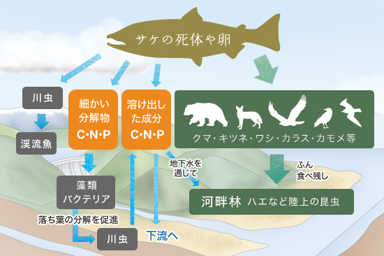 北海道林業試験場 森林環境部「海の栄養、森へ還る」の図を元に作成