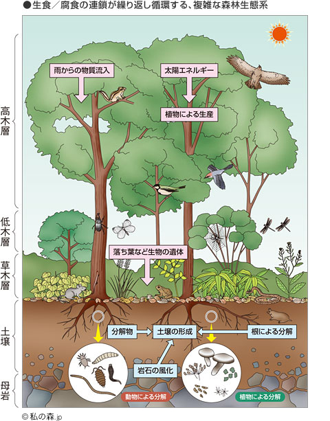 生食／腐食の連鎖が繰り返し循環する、複雑な森林生態系