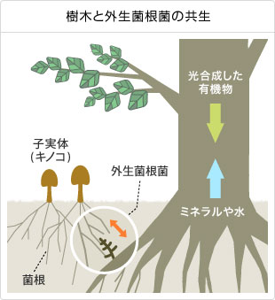 樹木と外生菌根菌の共生