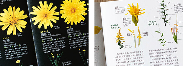 美しき小さな雑草の花図鑑 編集部の本棚 おもしろ森学 私の森 Jp 森と暮らしと心をつなぐ