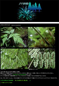 きのこ 菌類 シダ植物 森のデジタル図鑑集 おもしろ森学 私の森 Jp 森と暮らしと心をつなぐ