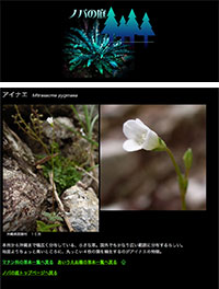 「ノパの庭～草本植物の写真」のWebサイト