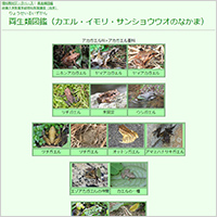 爬虫類 両生類 森のデジタル図鑑集 おもしろ森学 私の森 Jp 森と暮らしと心をつなぐ